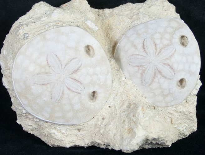 Beautiful Fossil Sand Dollars - France #8821